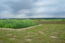 argilliers-roseaux-916.jpg
