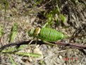 dsc07153.jpg