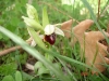 ophrys-de-provence.jpg