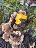 Tremelle-mesentrique-en-jaune-et-polypore-brule
