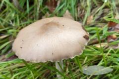 Clitocybe-des-feuilles