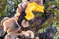 Tremelle-mesentrique-en-jaune-et-polypore-brule