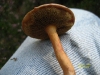 bolet-des-bouviers.jpg