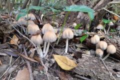 coprinus-disseminatus