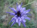 catamanche-bleue