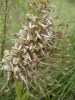 L\'Orchis bouc.jpg