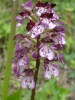 orchis-pourpre.jpg