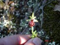 ophrys-de-provence.jpg