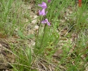 cephalanthera-rubra