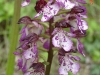orchis-pourpre.jpg