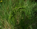 l\'epipactis-de-tremols
