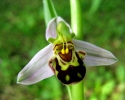 ophrys-abeille