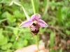 ophrys-becasse.jpg