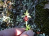ophrys-de-provence.jpg