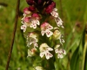 orchis-brule