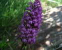 orchis-pyramidal